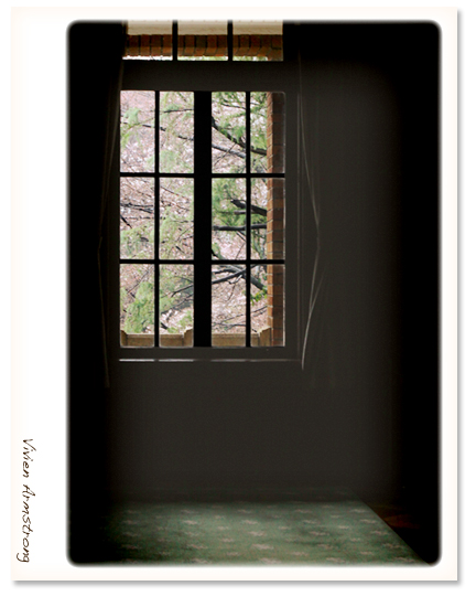 前田侯爵邸、洋館内から窓越しに見た桜
