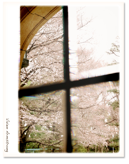前田侯爵邸、洋館内から見た満開の桜