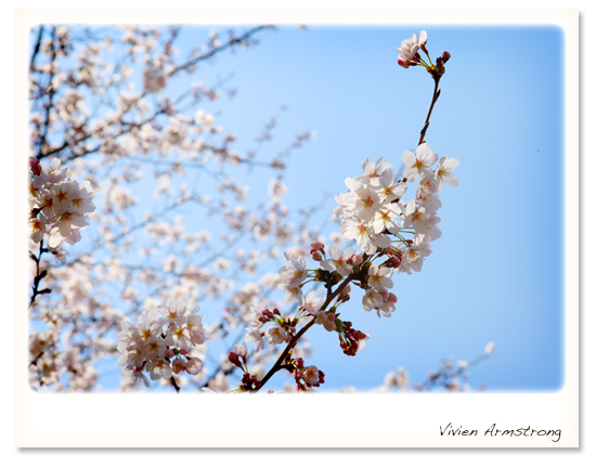 駒場公園の桜。ほぼ満開