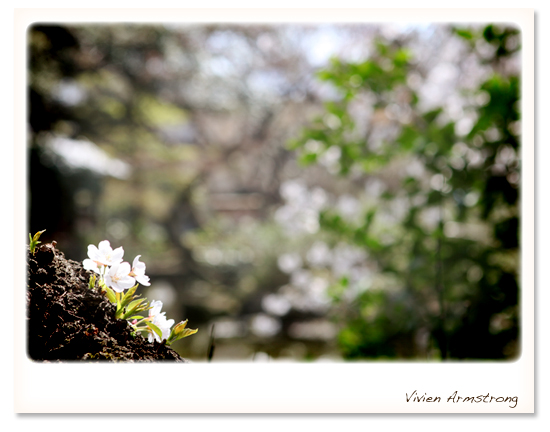木に咲く桜。駒場公園にて。
