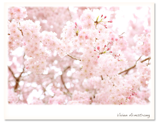 桜前撮り