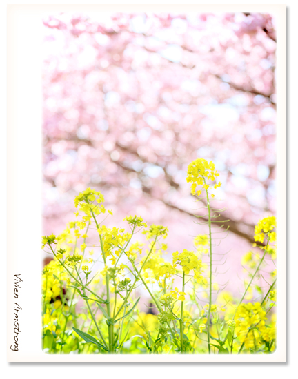 河津桜と菜の花