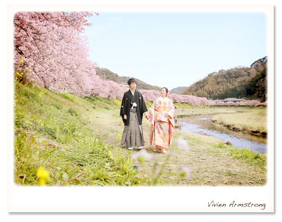 見渡す限り満開の河津桜 和装婚礼前撮り