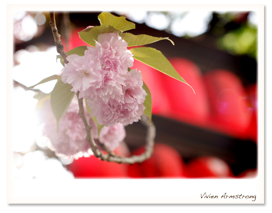 八重桜