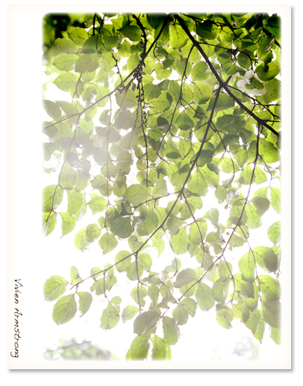 軽井沢の森、木の葉に陽光が透ける