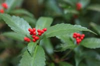 日本庭園に咲く植物のイメージカット