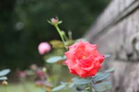 旧細川侯爵邸の中庭に咲くバラのイメージカット