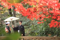 東京の紅葉がきれいな日本庭園で、秋に、和装の前撮りをする、和傘を持つ新郎と、角隠しに黒引き振袖を着る新婦