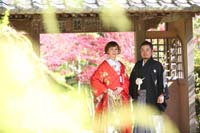 横浜鎌倉三渓園 光きらめく日本庭園の季節の木々や建物を生かした和装前撮り