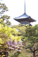 横浜鎌倉三渓園 藤の花の咲く季節に日本庭園で和装前撮り