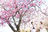 桜でロケーションフォトウェディング