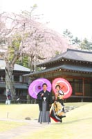 和室の前の桜の下で和傘をさしての和装前撮りフォトウェディング