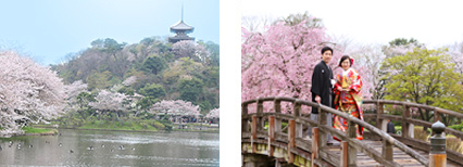 桜の三渓園　桜の越谷花田苑