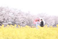 桜と菜の花の和装フォトウェディング