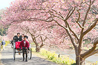 満開の河津桜を駆け抜けるふたりが乗った人力車