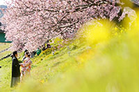 和装で撮影する河津桜と菜の花のロケーションフォト