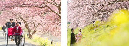 河津桜ロケーションプラン