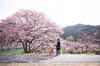 河津桜ロケーションで思い出の結婚写真を