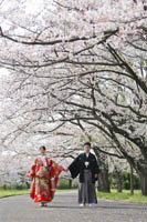 桜の木の下で手をつないで和装前撮りロケーション