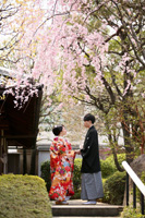 ピンクに色づいた目白庭園のしだれ桜