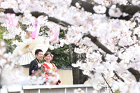 春の和装前撮りは桜ロケーションフォト