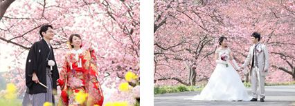 河津桜ロケーションプラン
