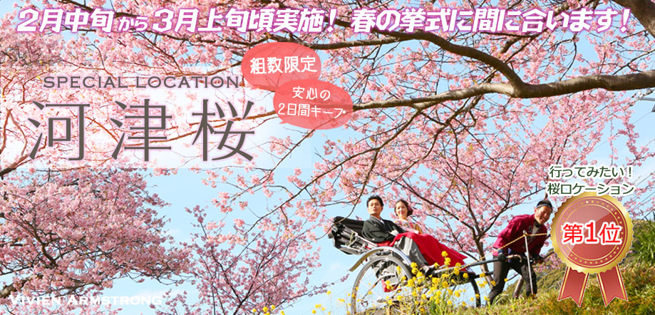 青空と河津桜の下、人力車で桜ロケーションフォト