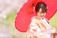 和装前撮りを桜のロケーションで！ 人気の パステルカラーの色打掛とも相性良しです